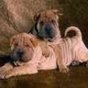 Meet your Posher, Maggie